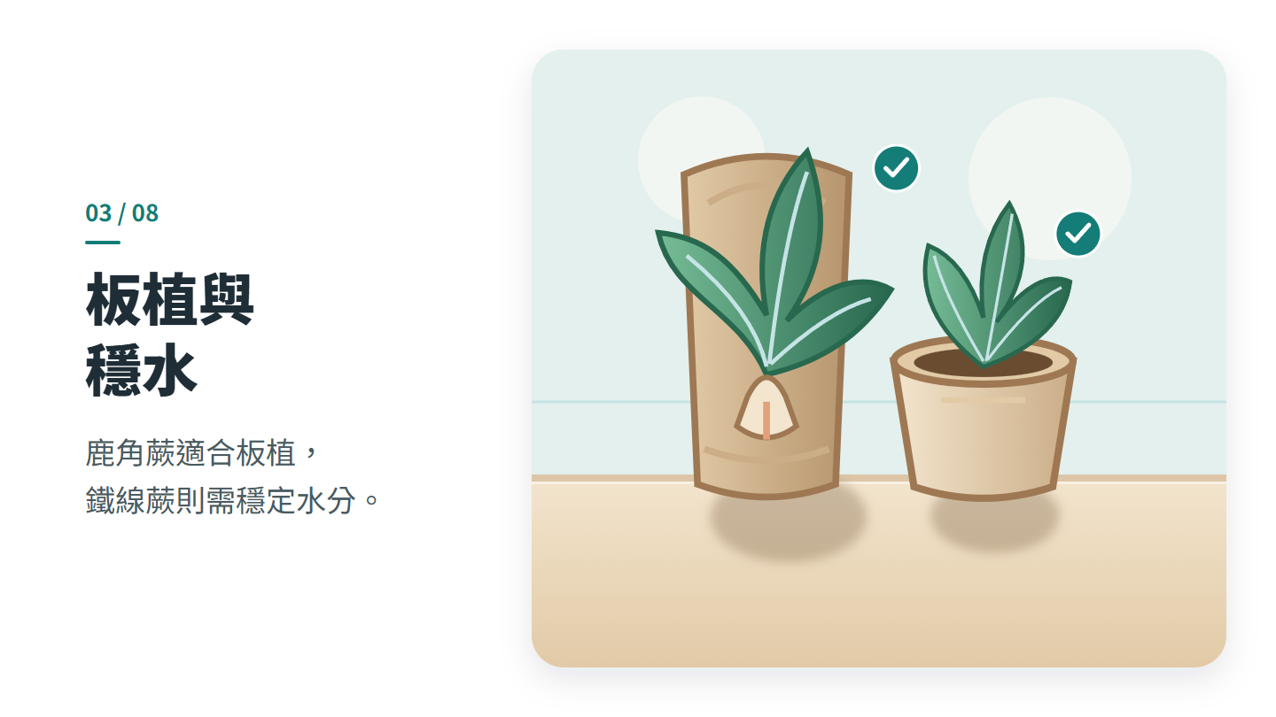 板植與 穩水