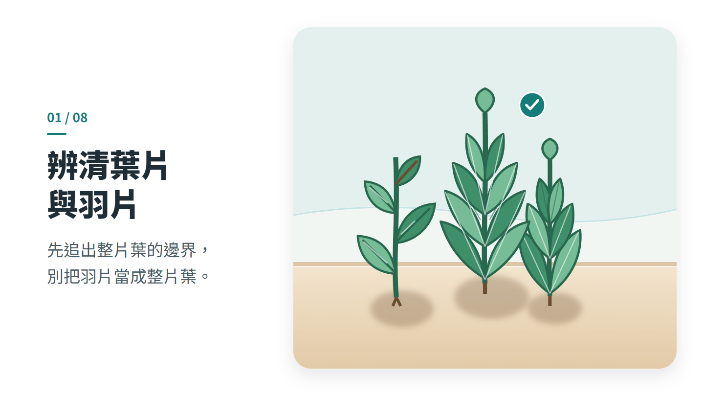 辨清葉片 與羽片