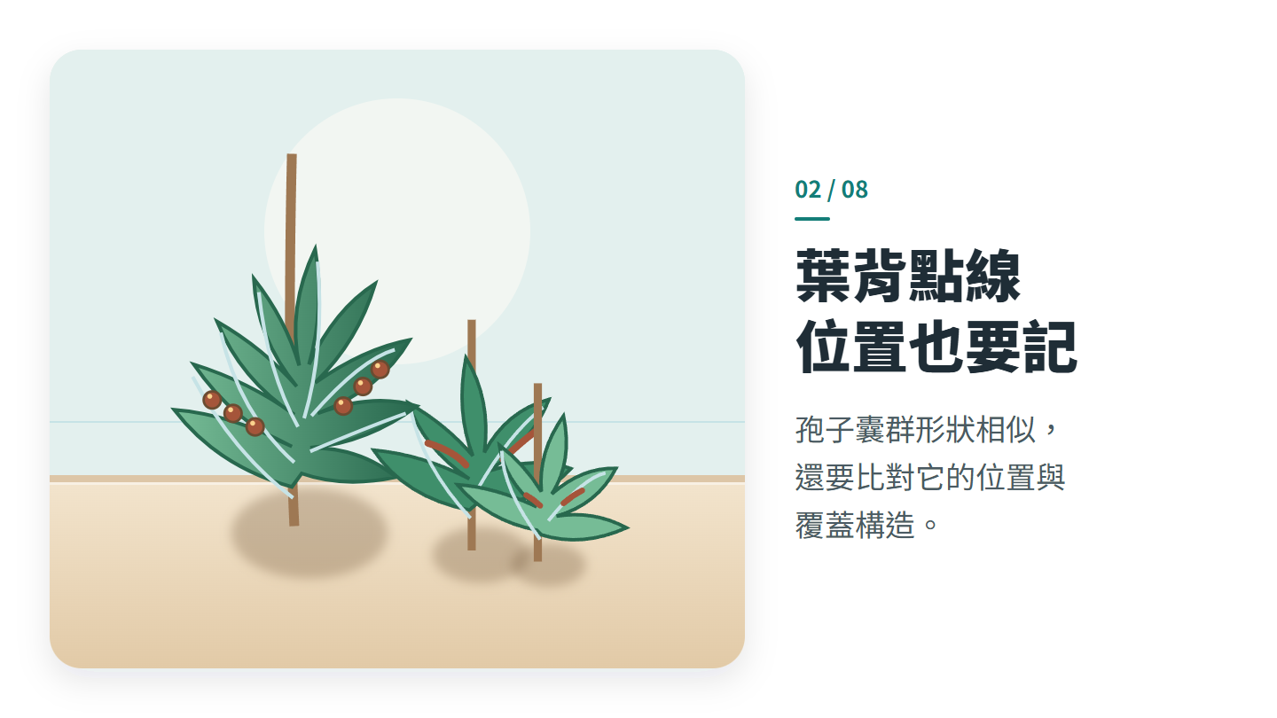 葉背點線 位置也要記