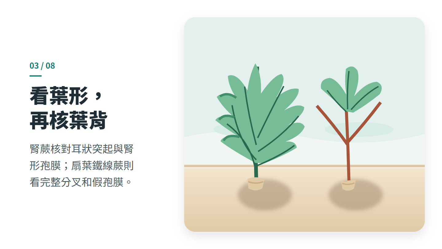看葉形， 再核葉背