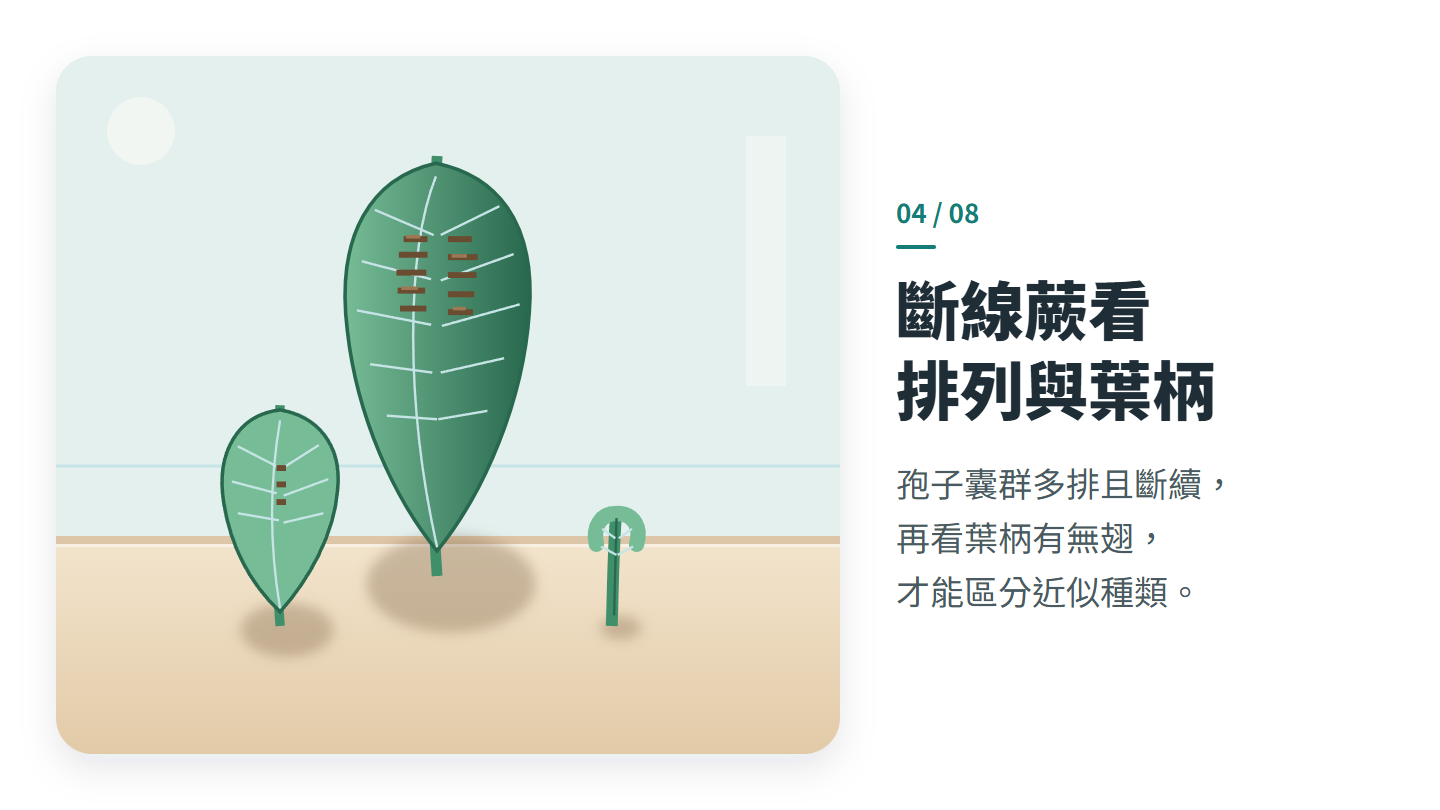 斷線蕨看 排列與葉柄