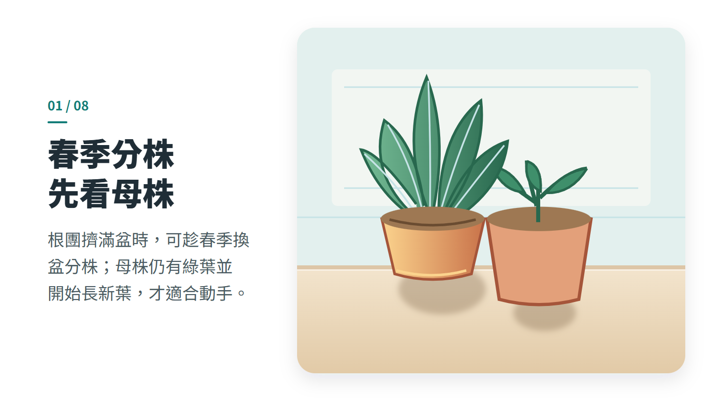 春季分株 先看母株