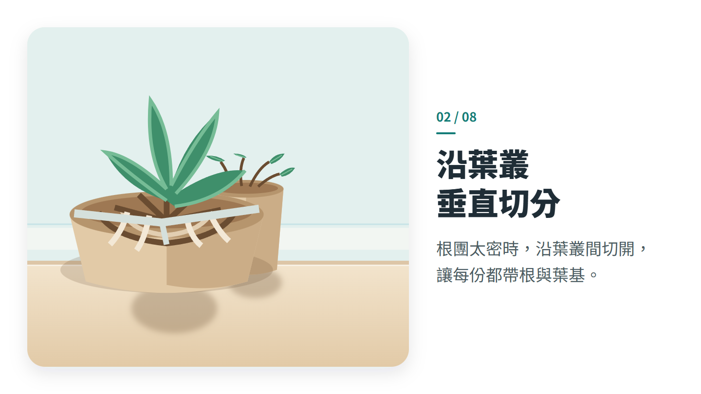 沿葉叢 垂直切分