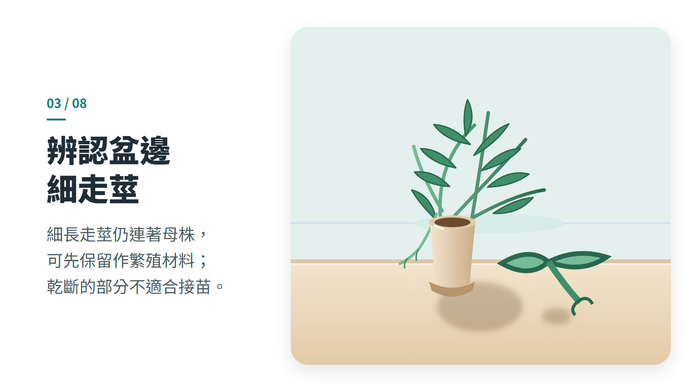辨認盆邊 細走莖
