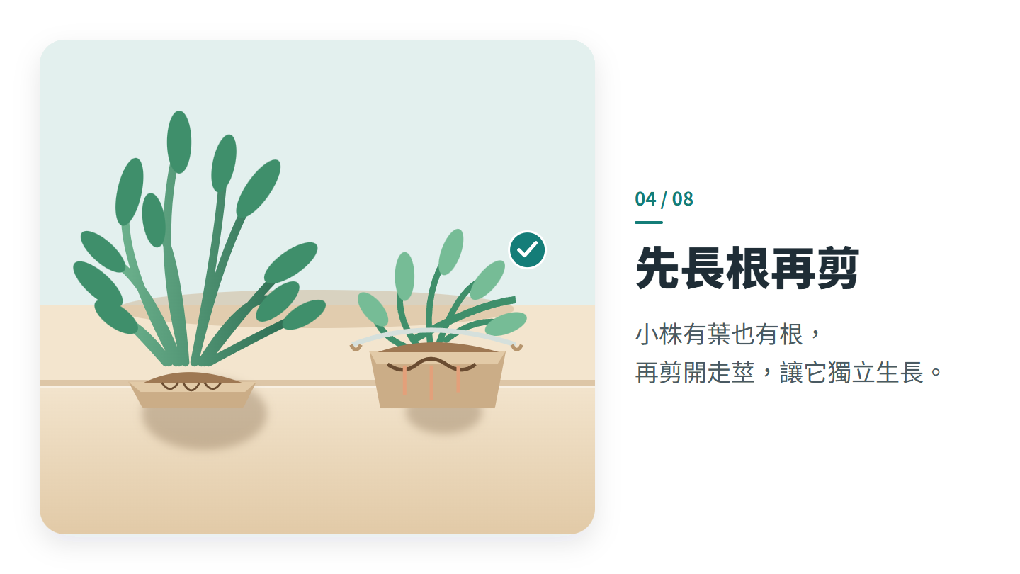 先長根再剪