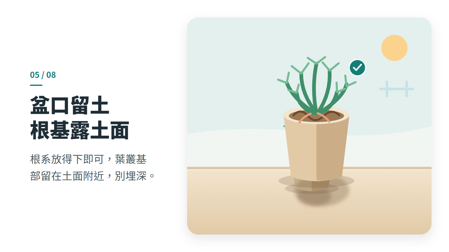 盆口留土 根基露土面