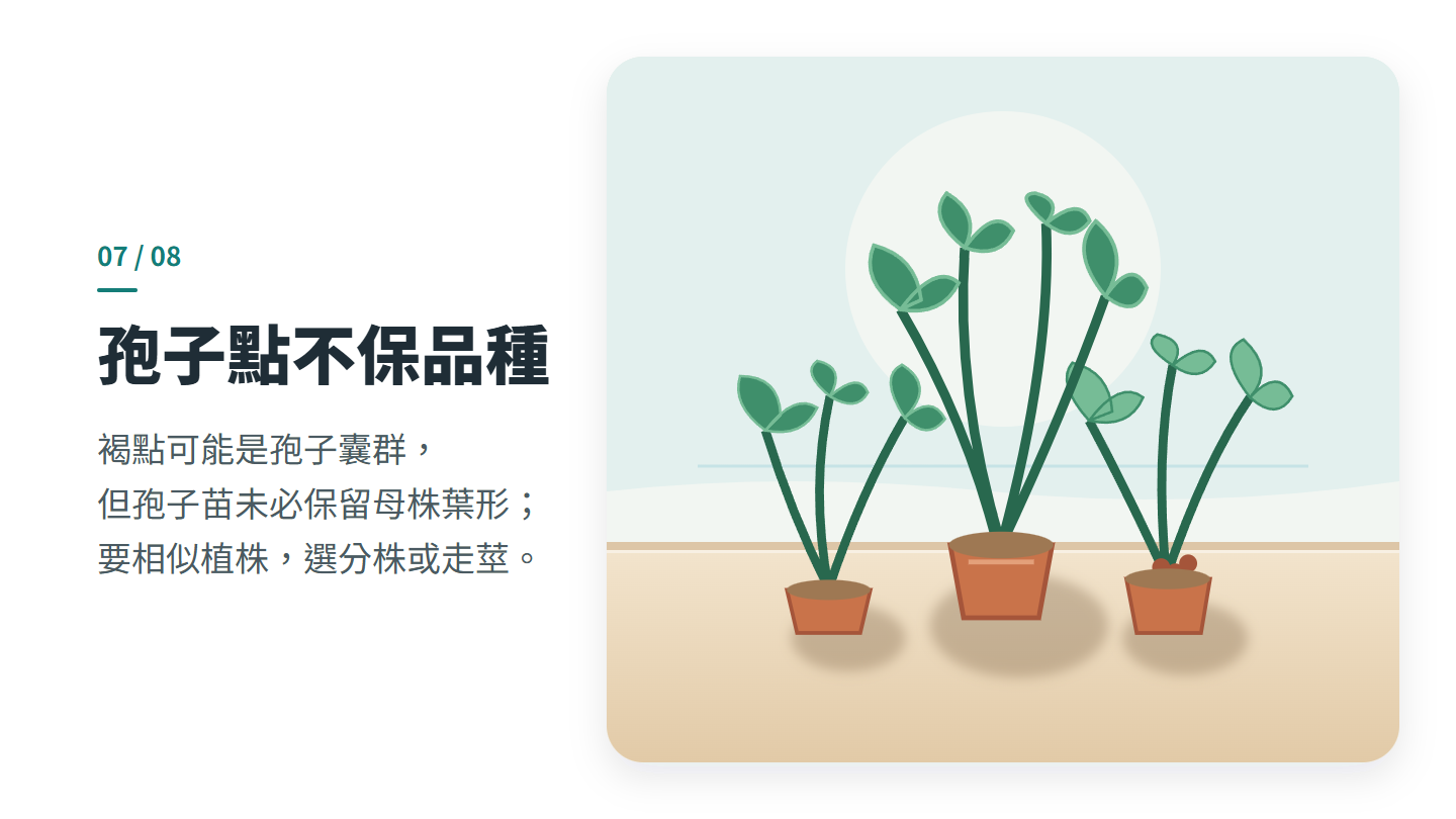 孢子點不保品種