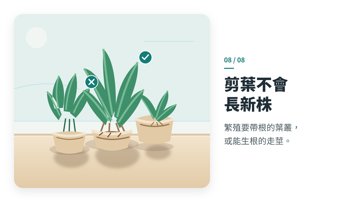 剪葉不會 長新株