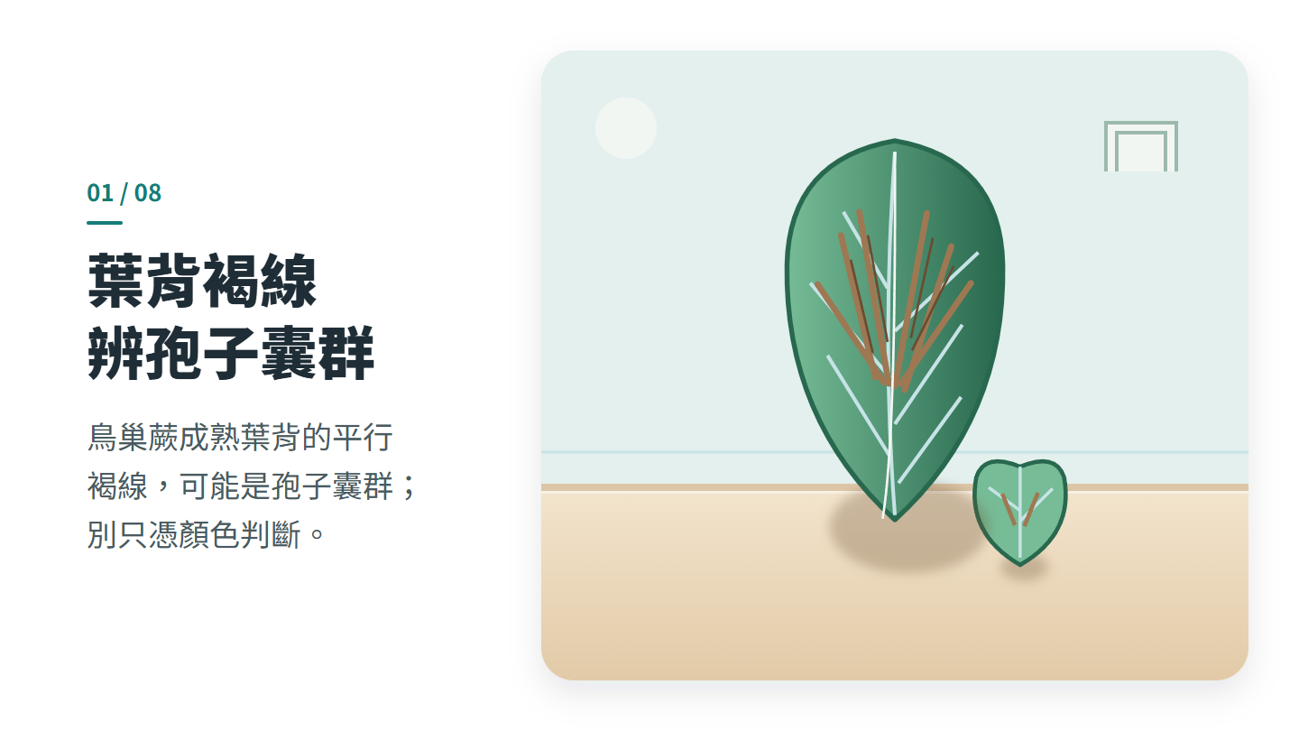 葉背褐線 辨孢子囊群
