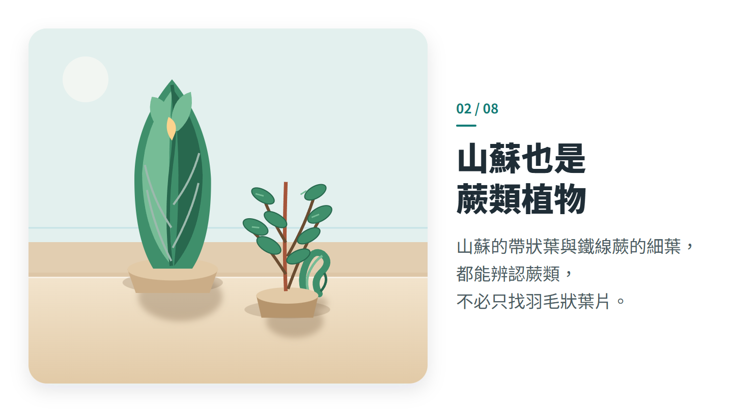 山蘇也是 蕨類植物