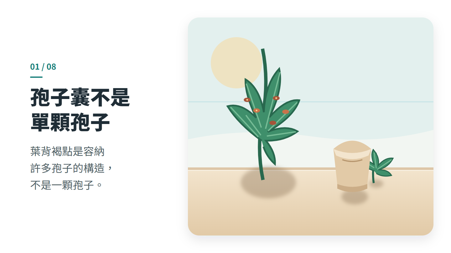 孢子囊不是 單顆孢子