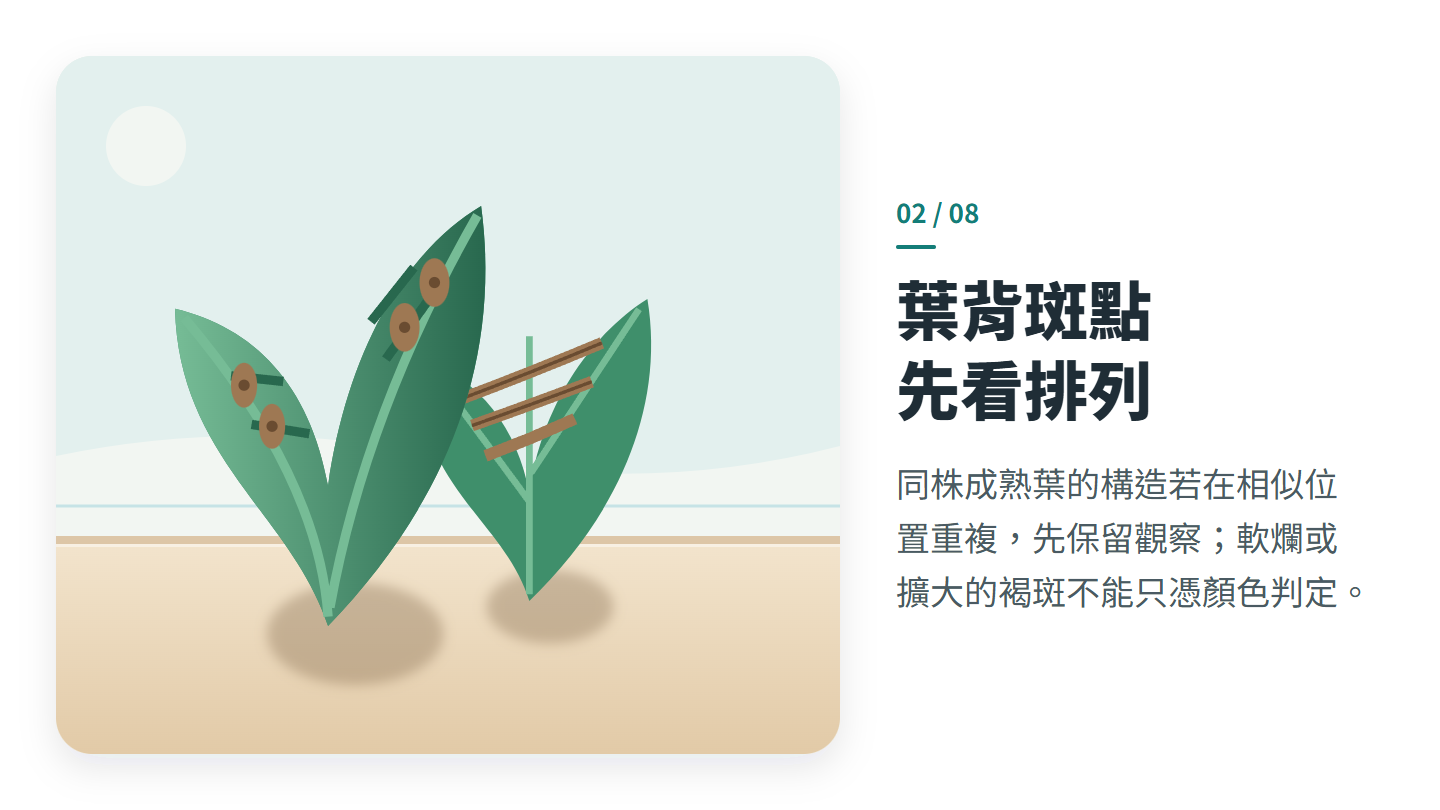 葉背斑點 先看排列