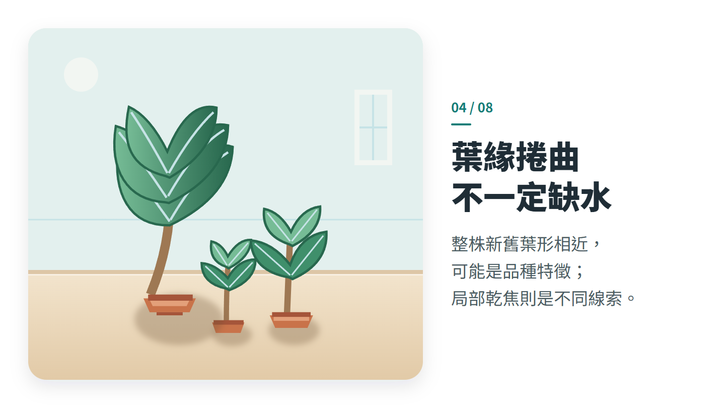 葉緣捲曲 不一定缺水
