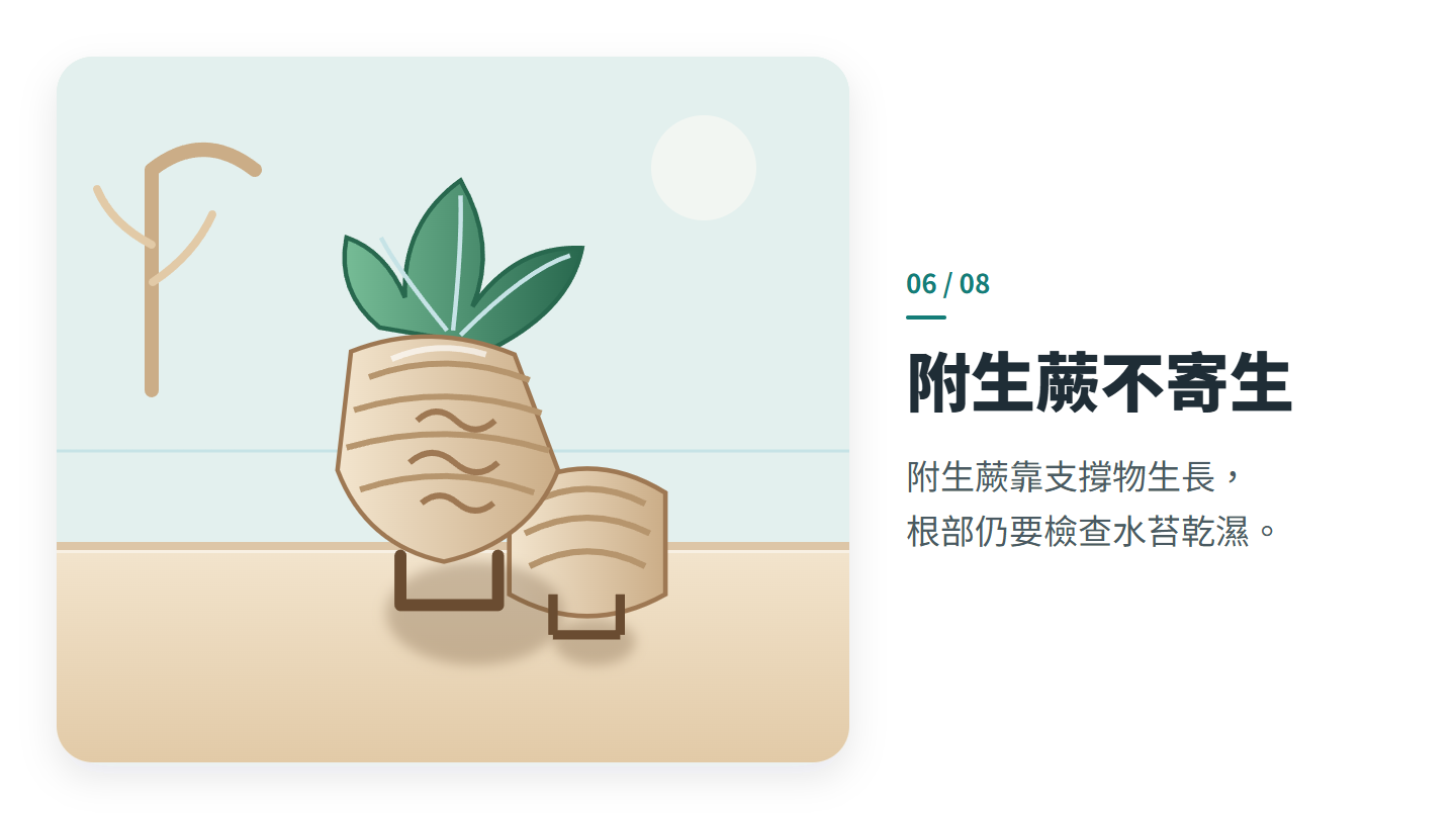 附生蕨不寄生