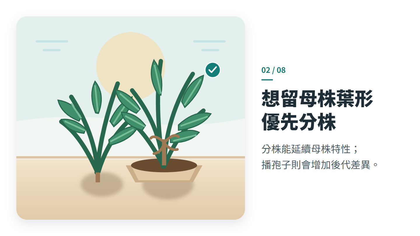 想留母株葉形 優先分株