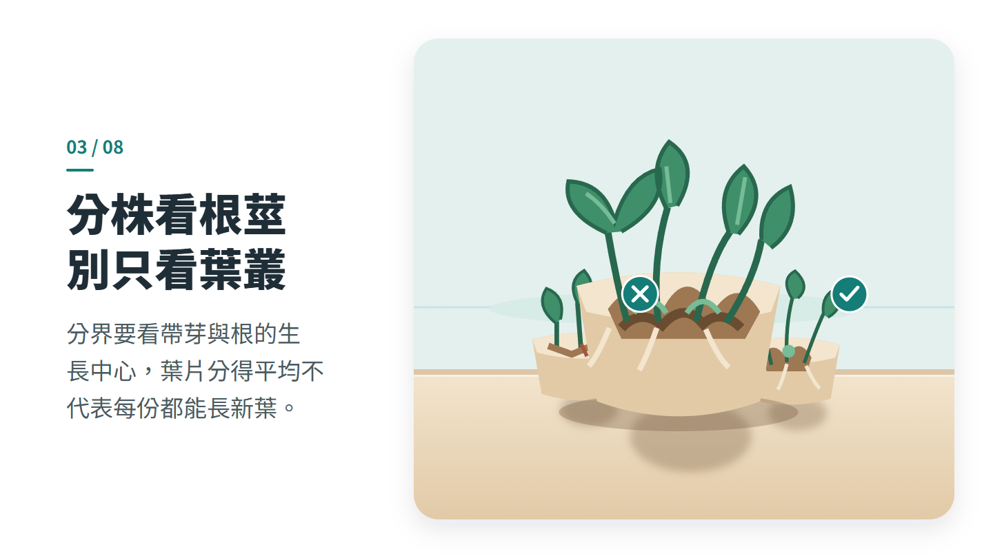 分株看根莖 別只看葉叢