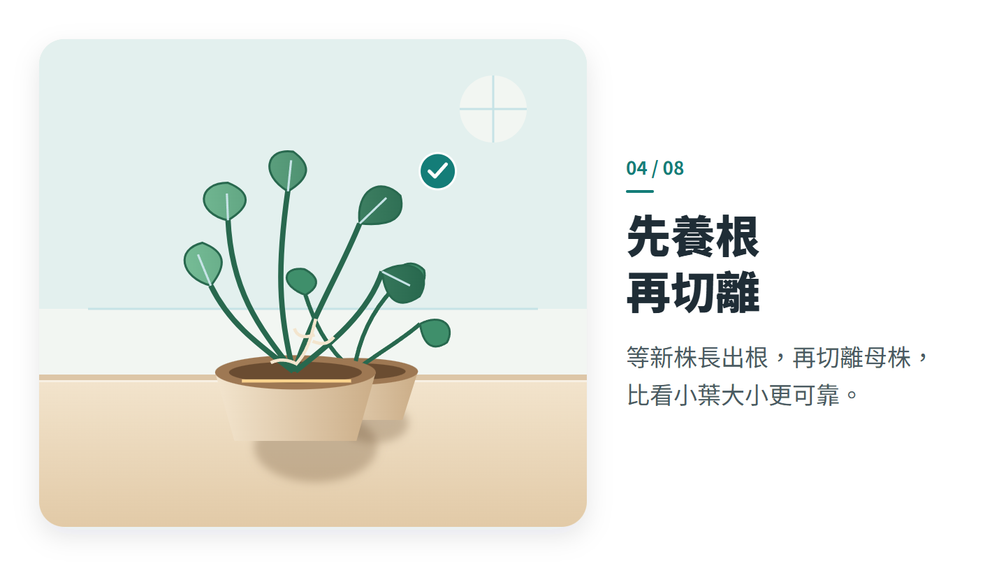 先養根 再切離