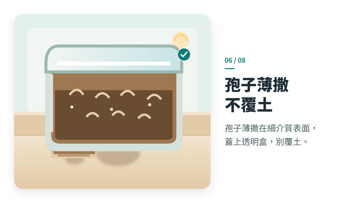 孢子薄撒 不覆土