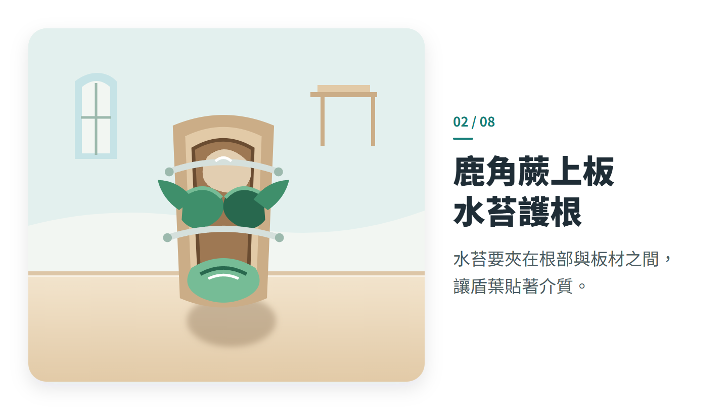 鹿角蕨上板 水苔護根