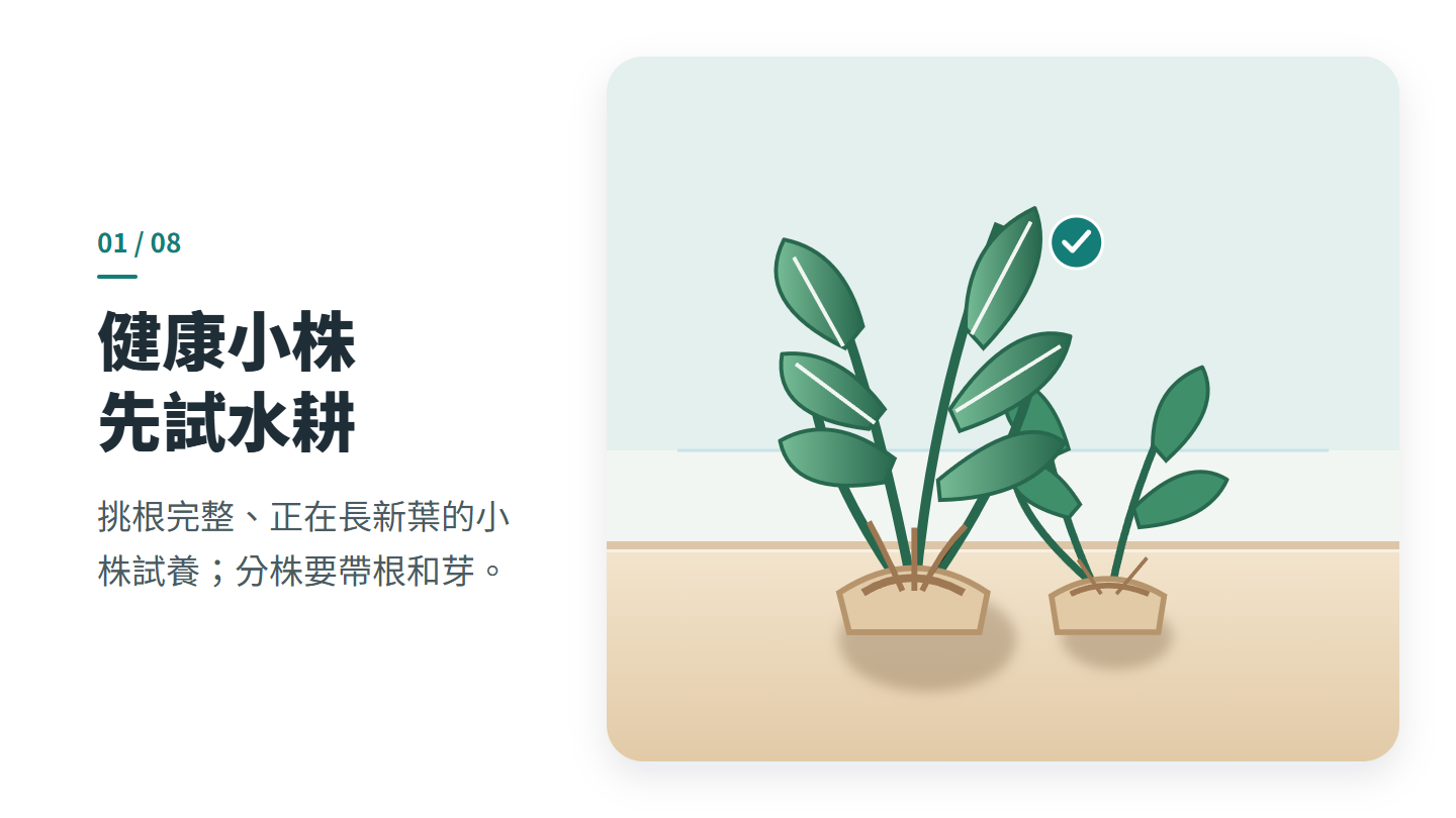 健康小株 先試水耕