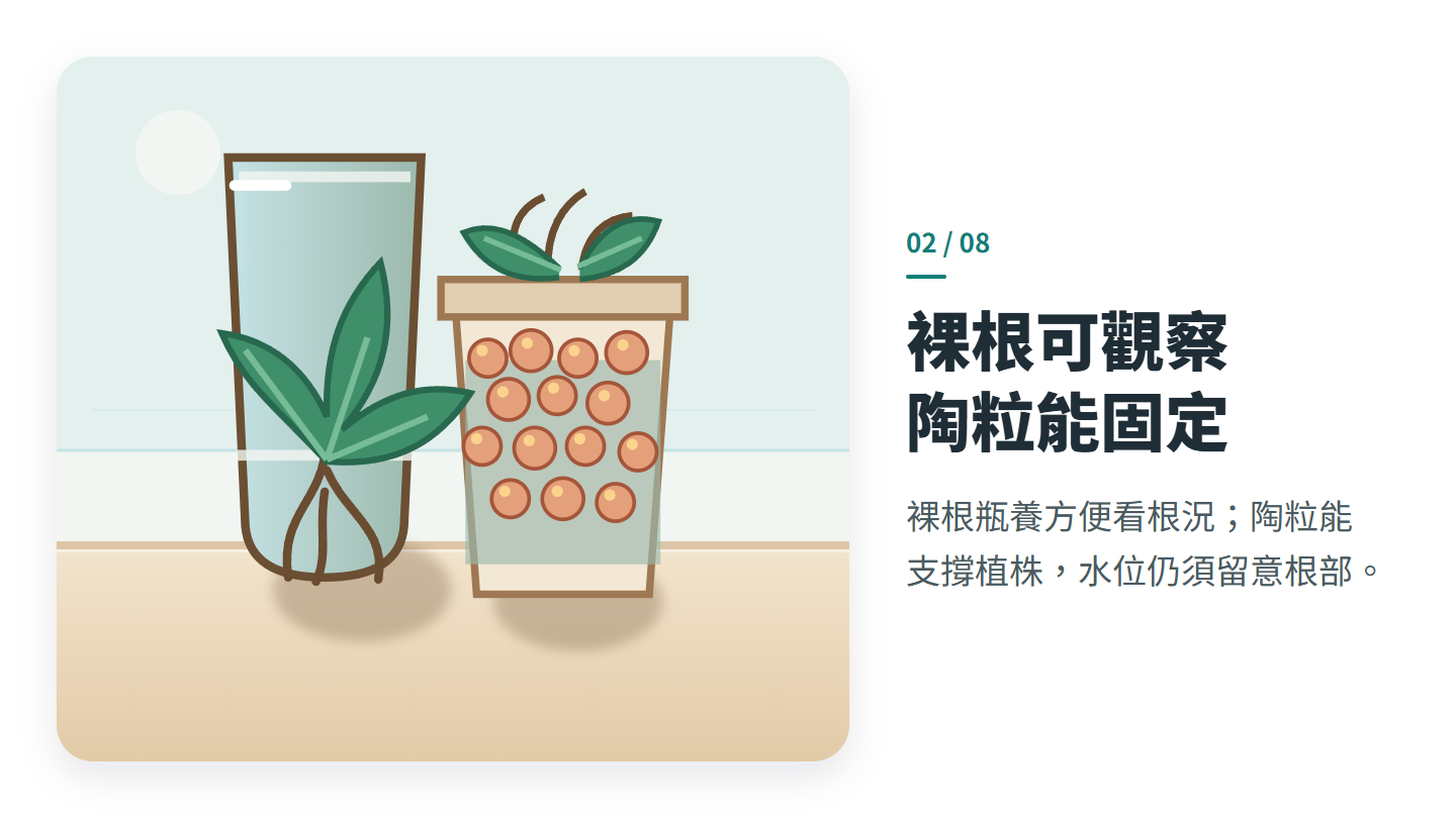 裸根可觀察 陶粒能固定