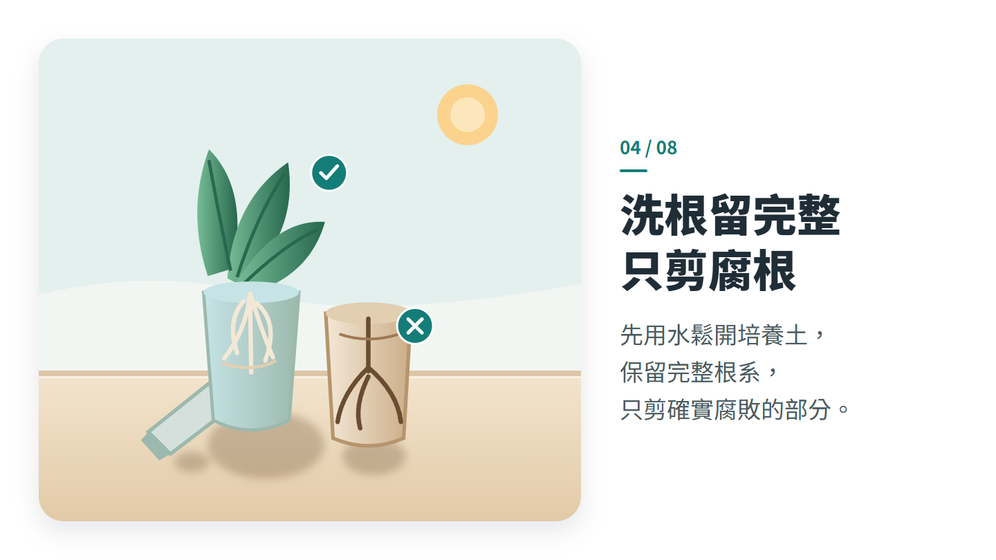 洗根留完整 只剪腐根