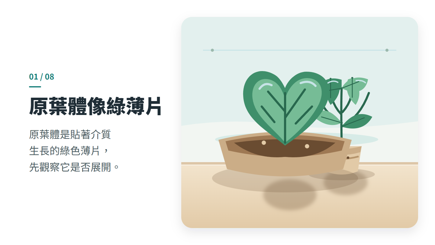 原葉體像綠薄片
