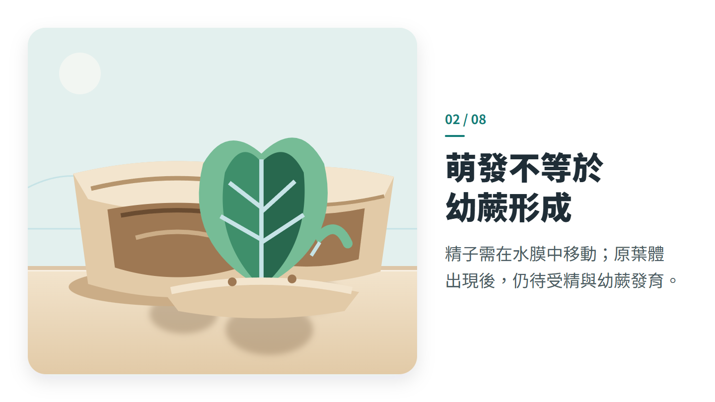 萌發不等於 幼蕨形成