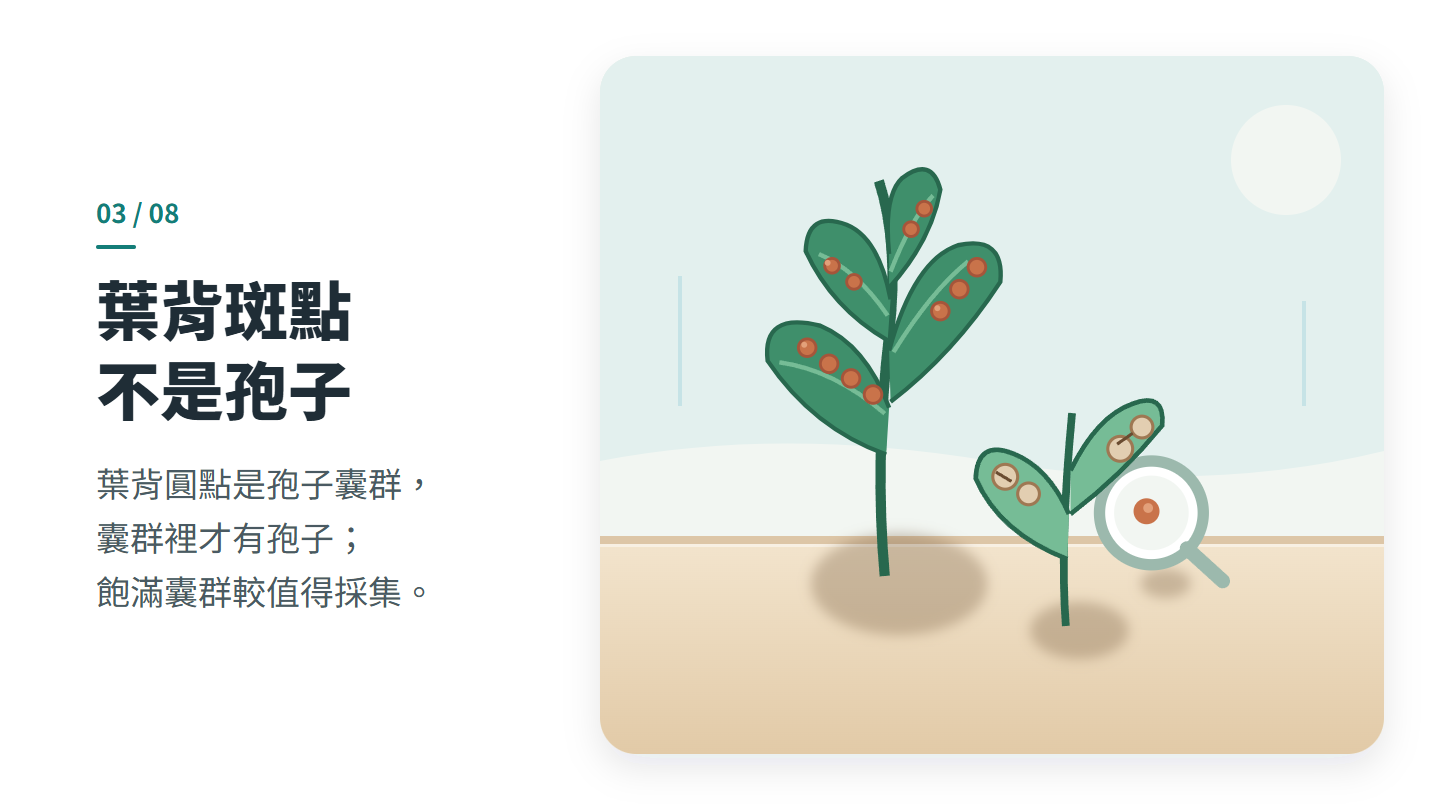 葉背斑點 不是孢子