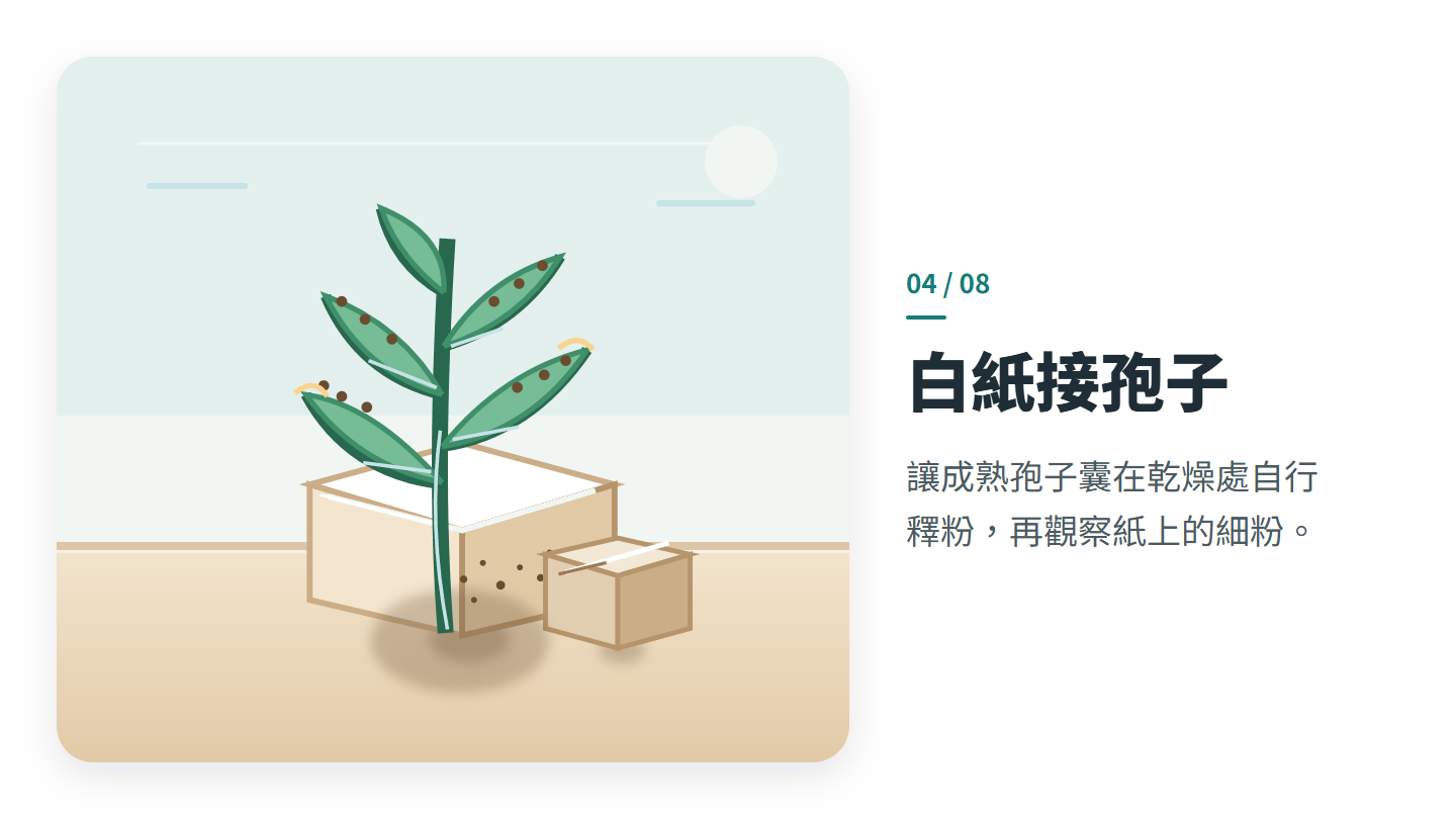 白紙接孢子
