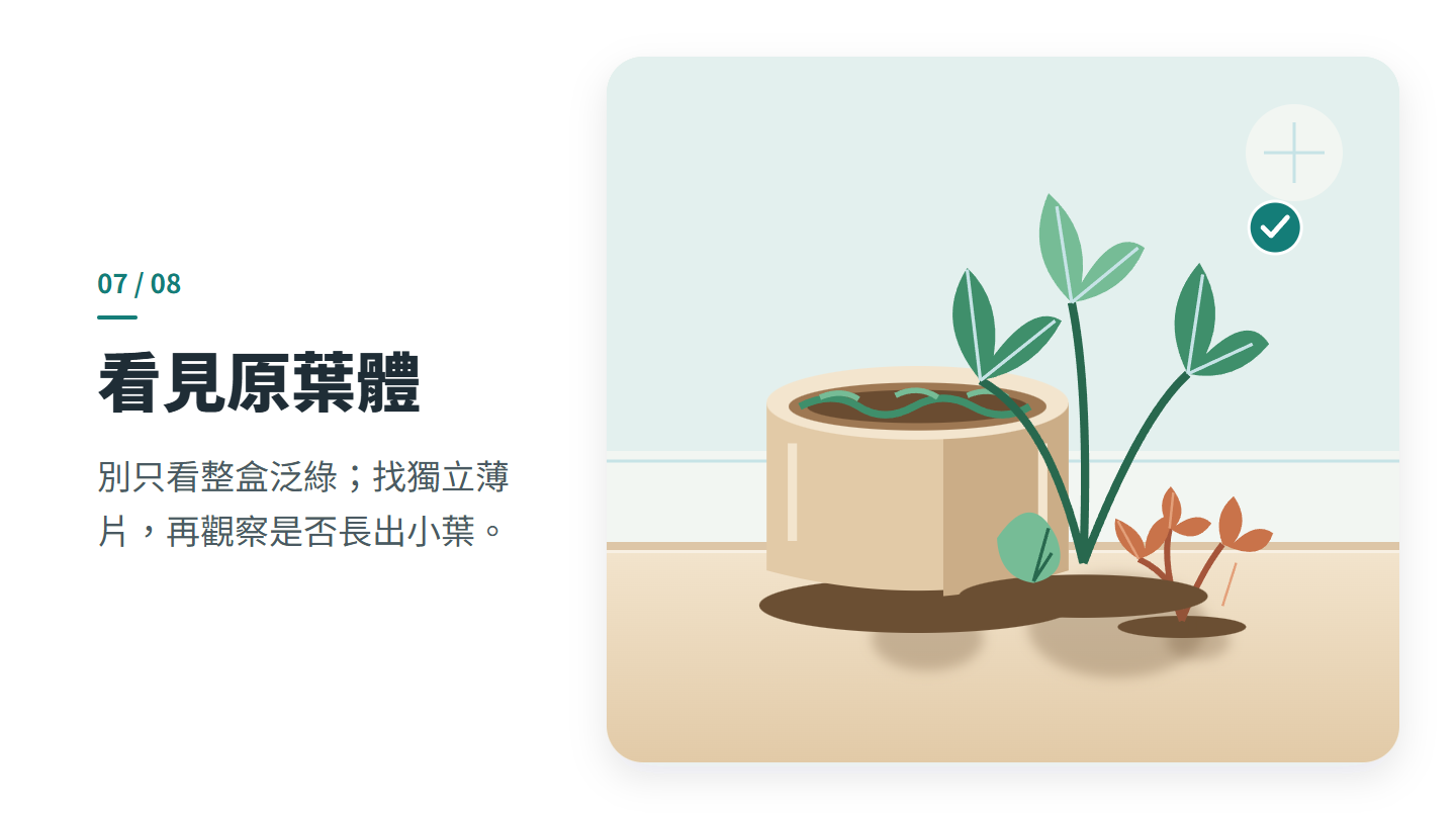 看見原葉體