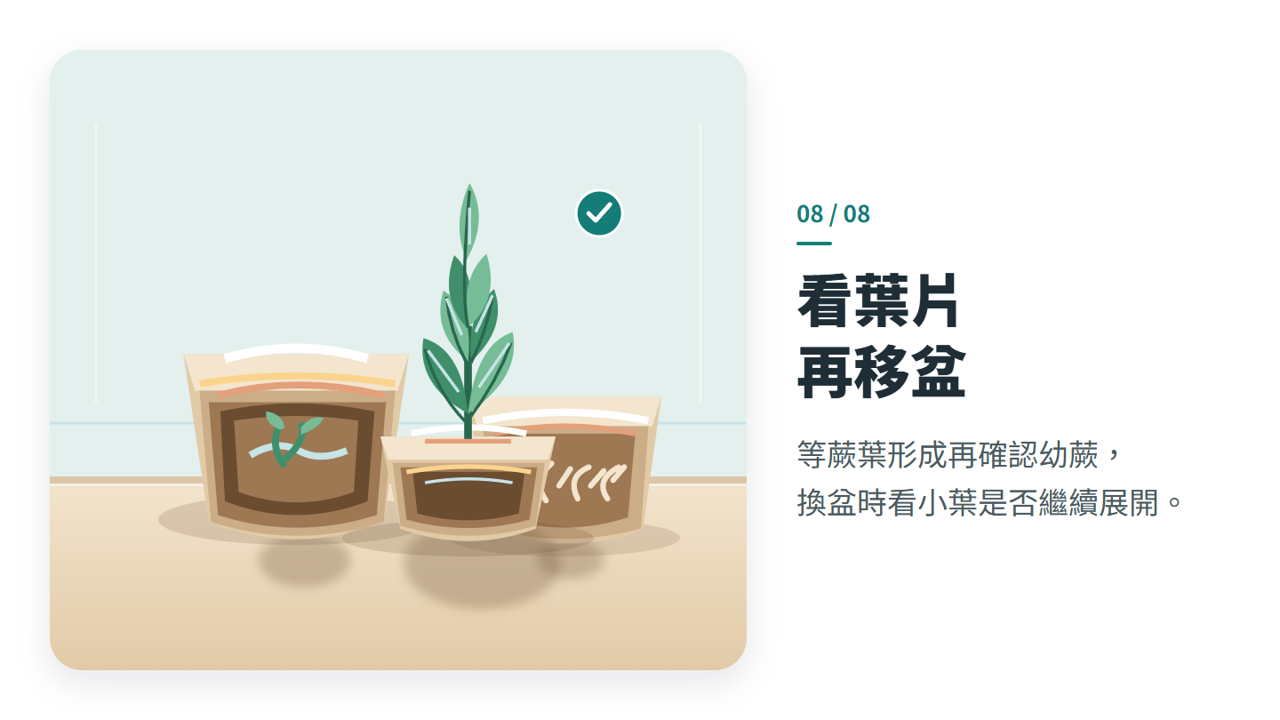 看葉片 再移盆