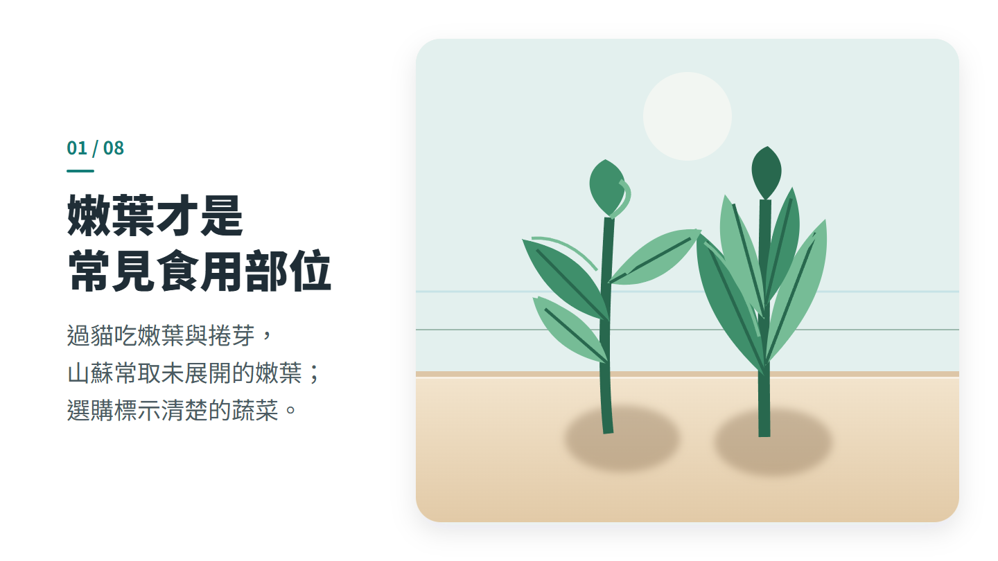 嫩葉才是 常見食用部位