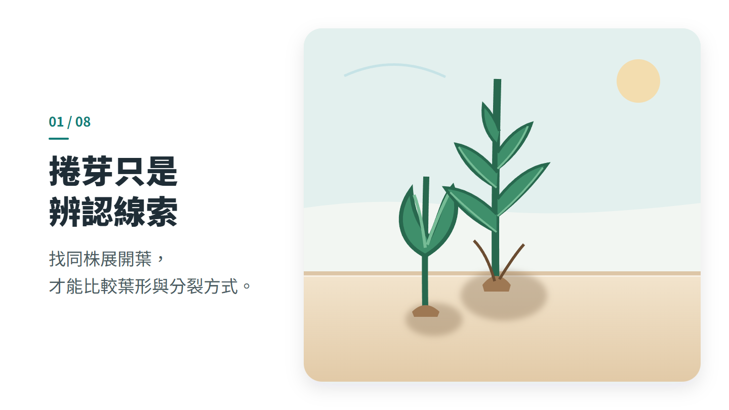捲芽只是 辨認線索