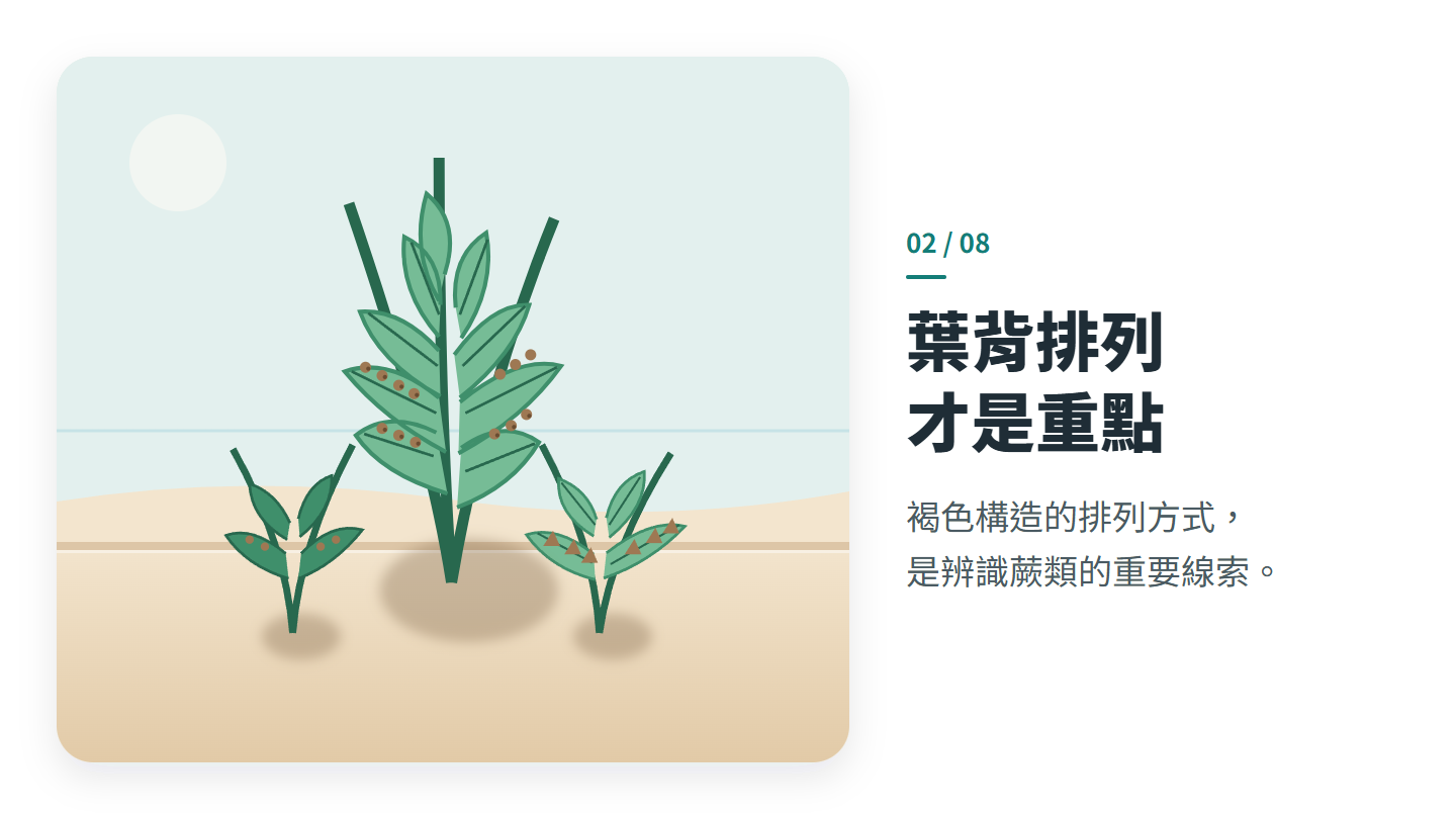 葉背排列 才是重點