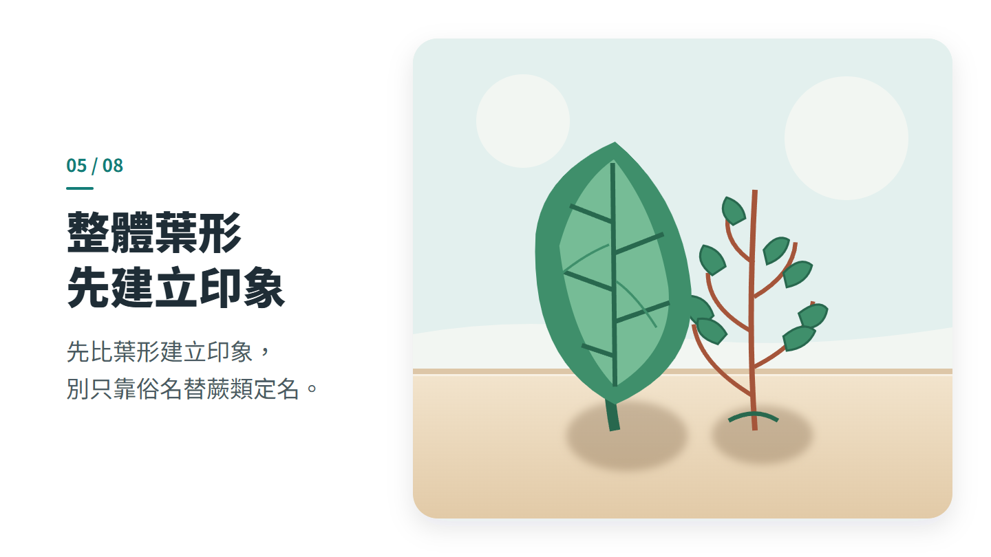 整體葉形 先建立印象
