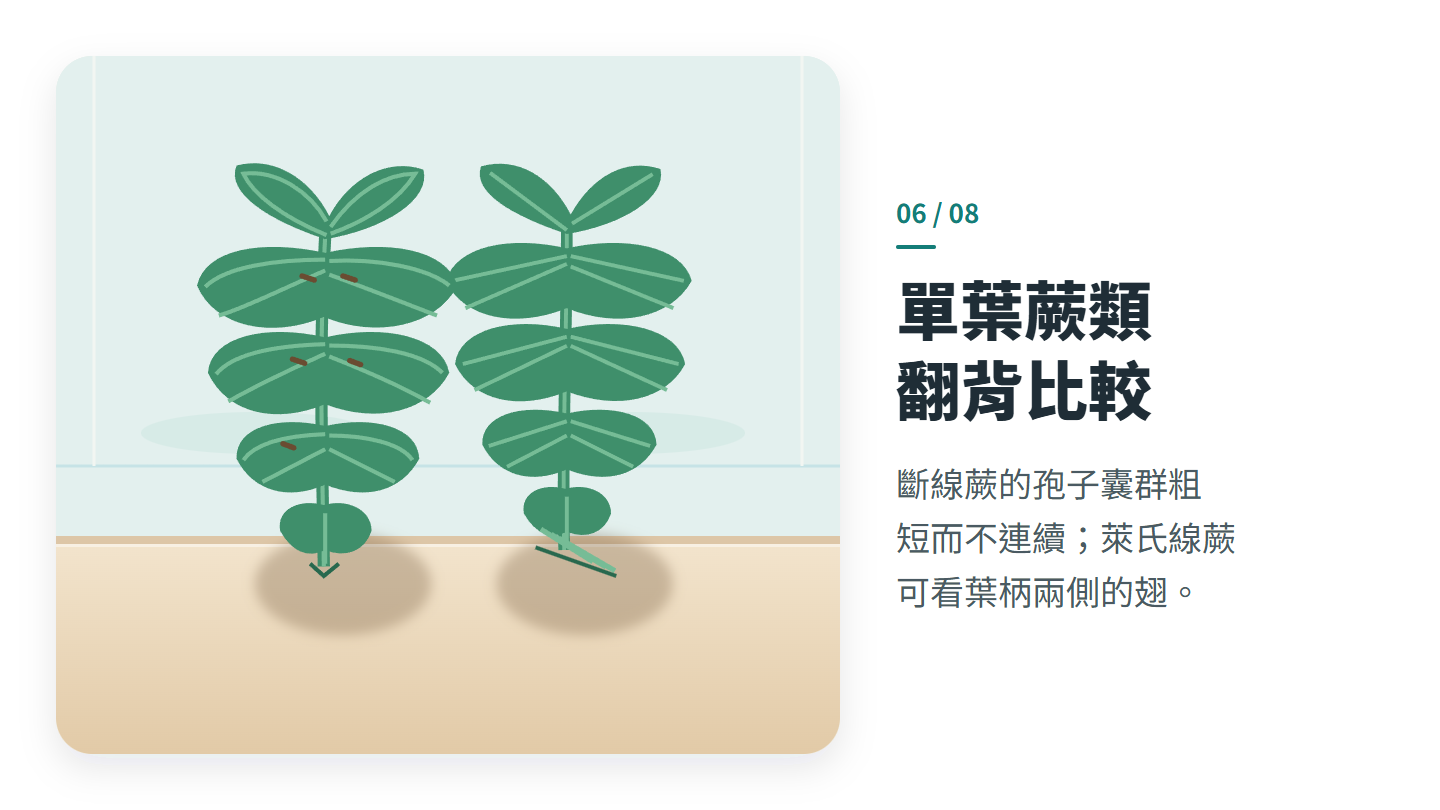 單葉蕨類 翻背比較