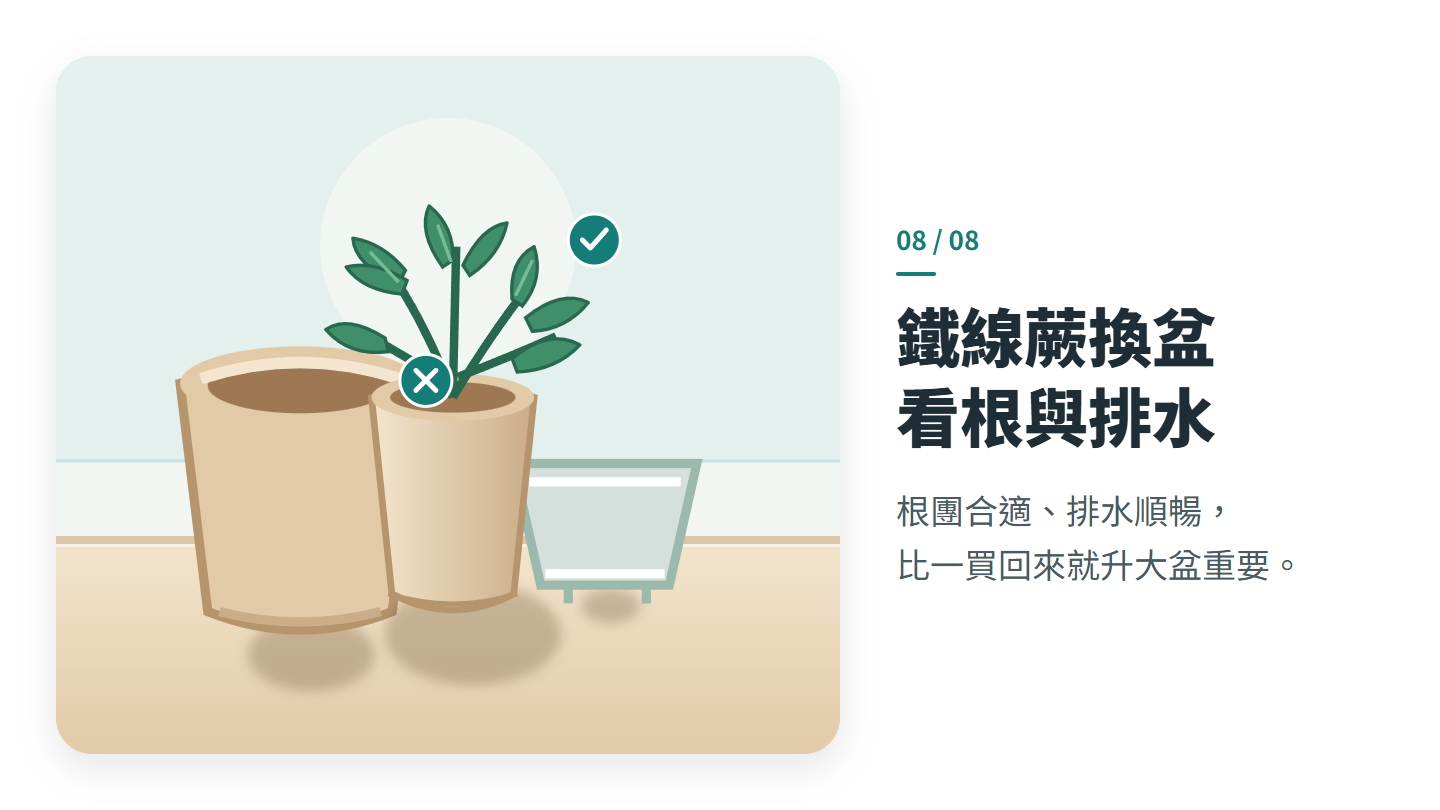 鐵線蕨換盆 看根與排水