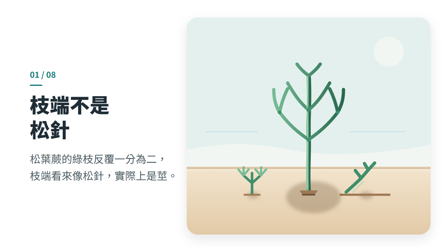 枝端不是 松針