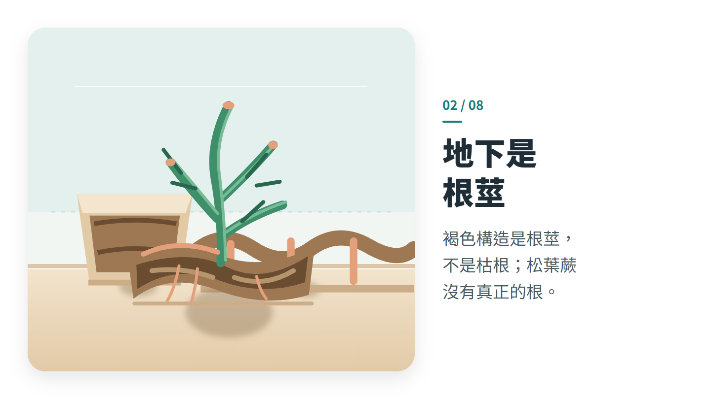 地下是 根莖