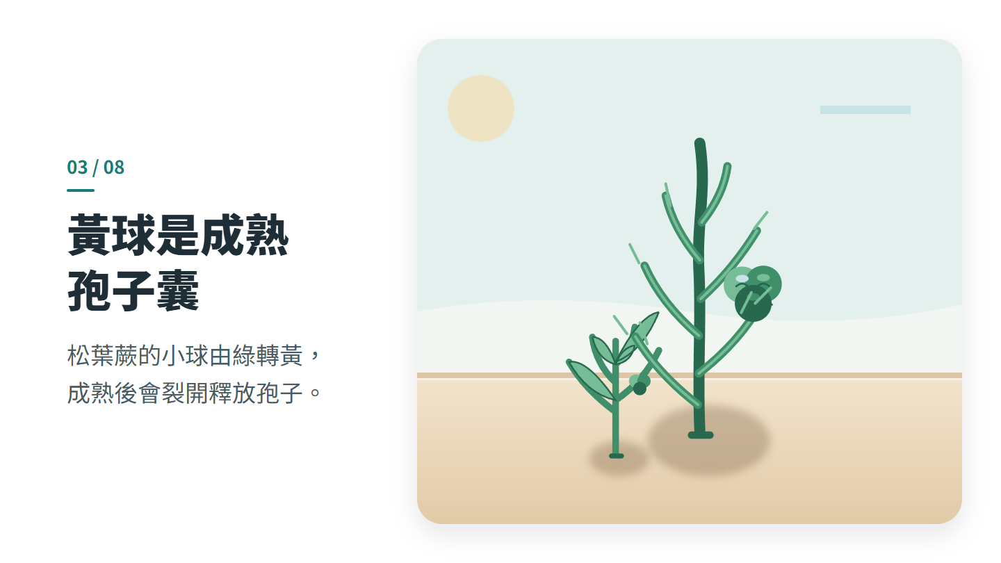黃球是成熟 孢子囊