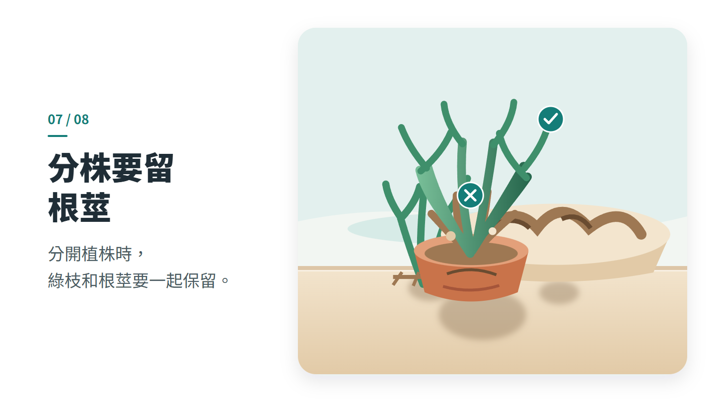 分株要留 根莖