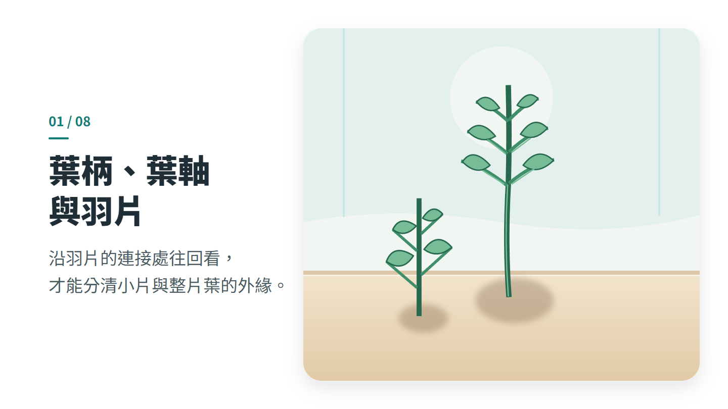 葉柄、葉軸 與羽片