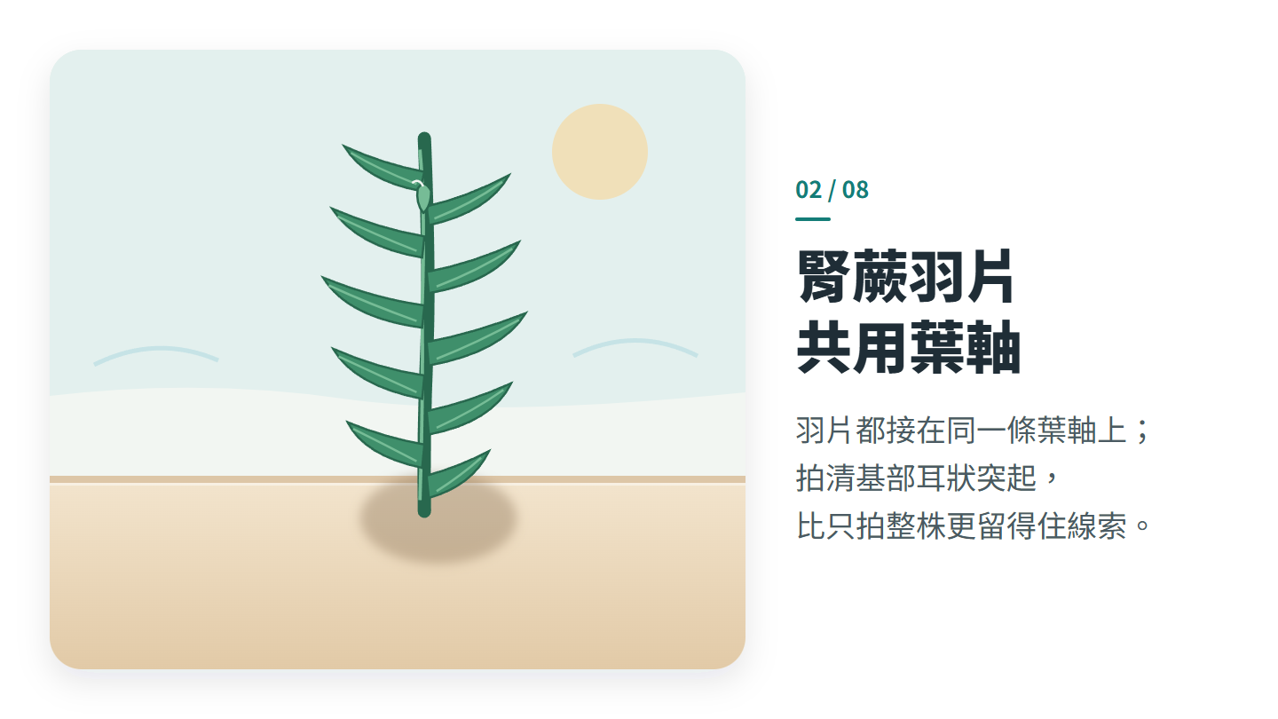 腎蕨羽片 共用葉軸