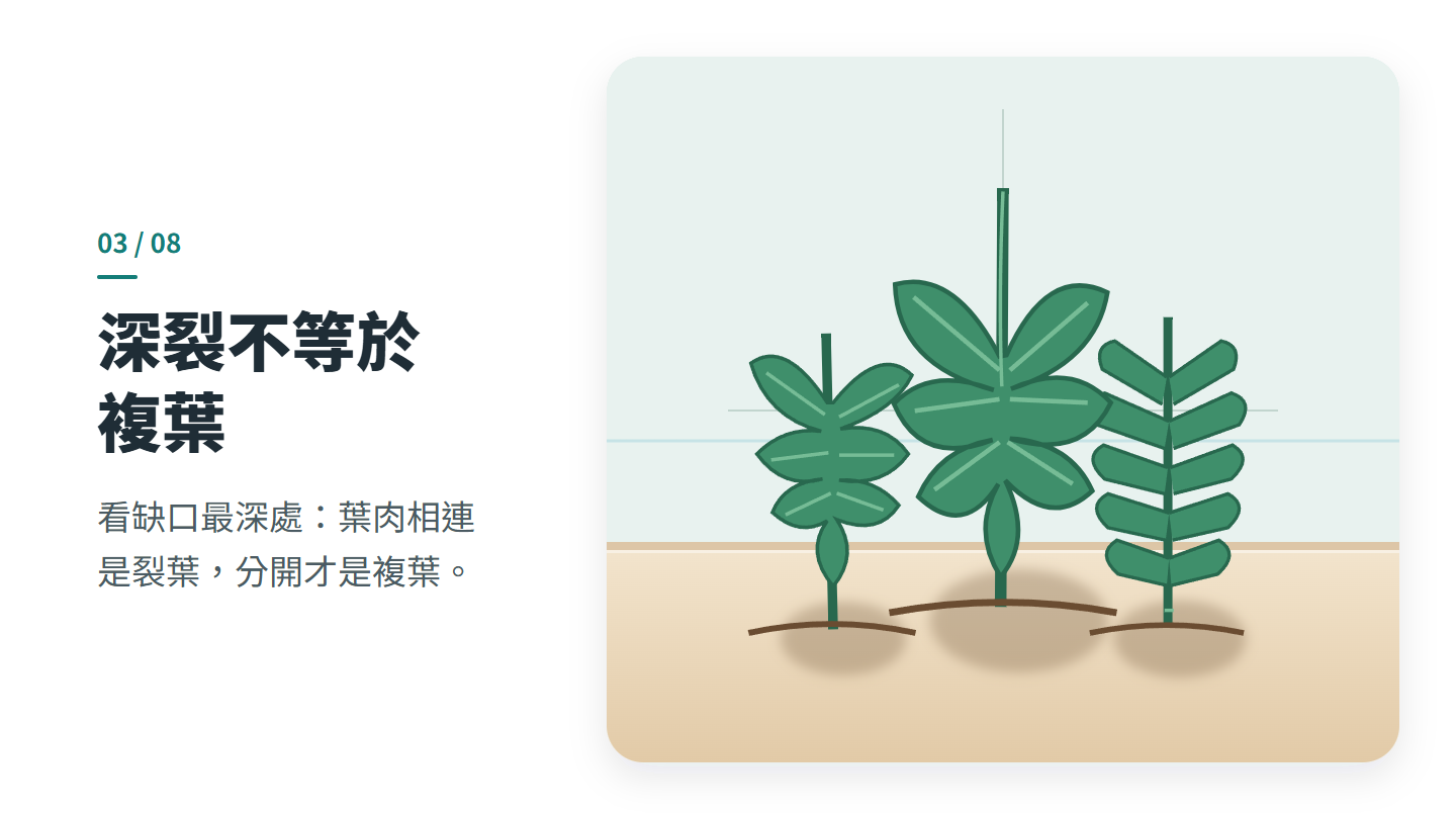 深裂不等於 複葉