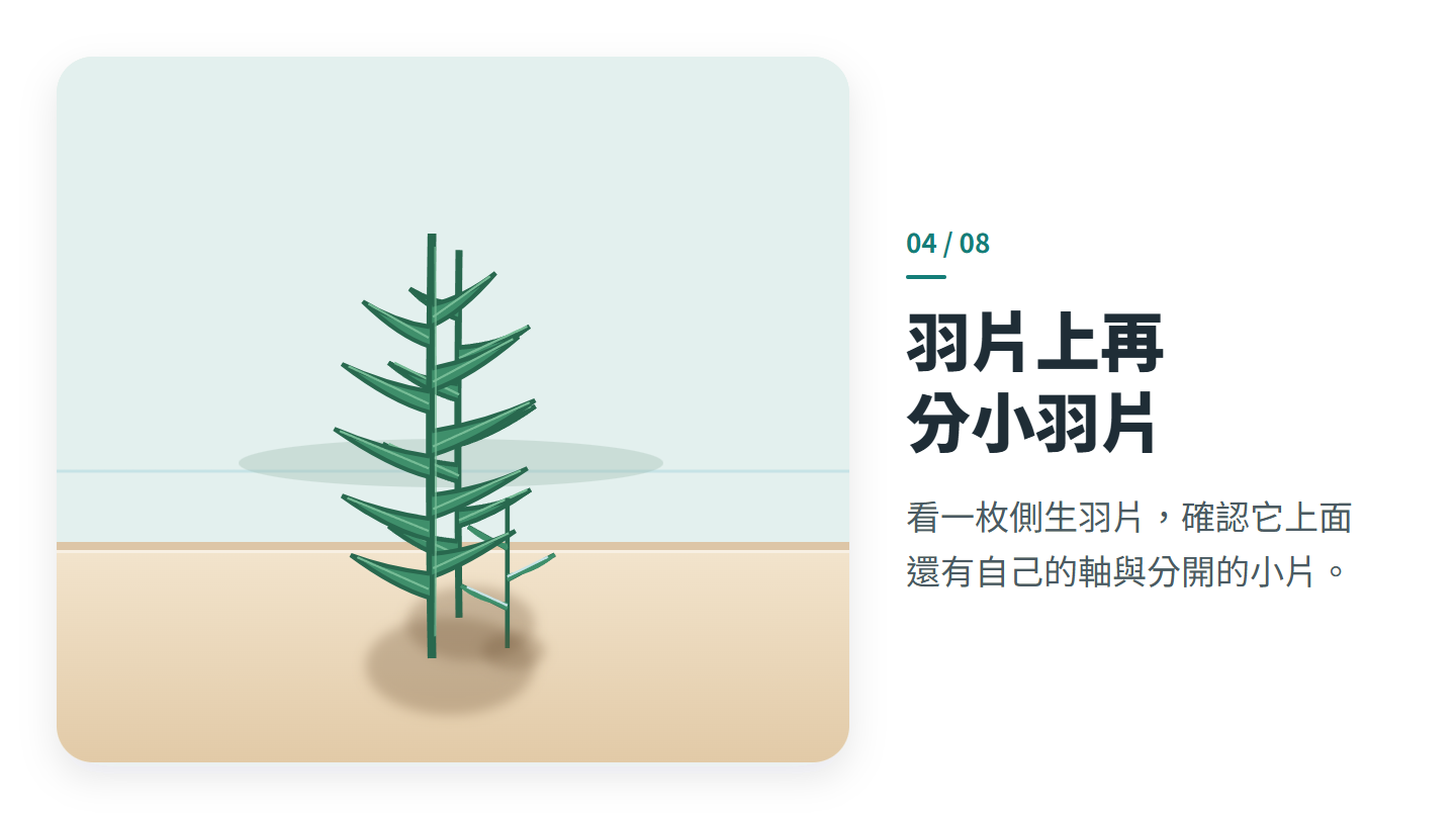 羽片上再 分小羽片