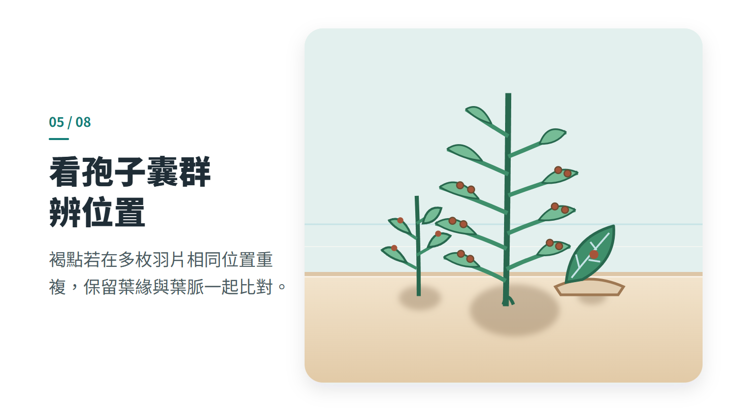看孢子囊群 辨位置