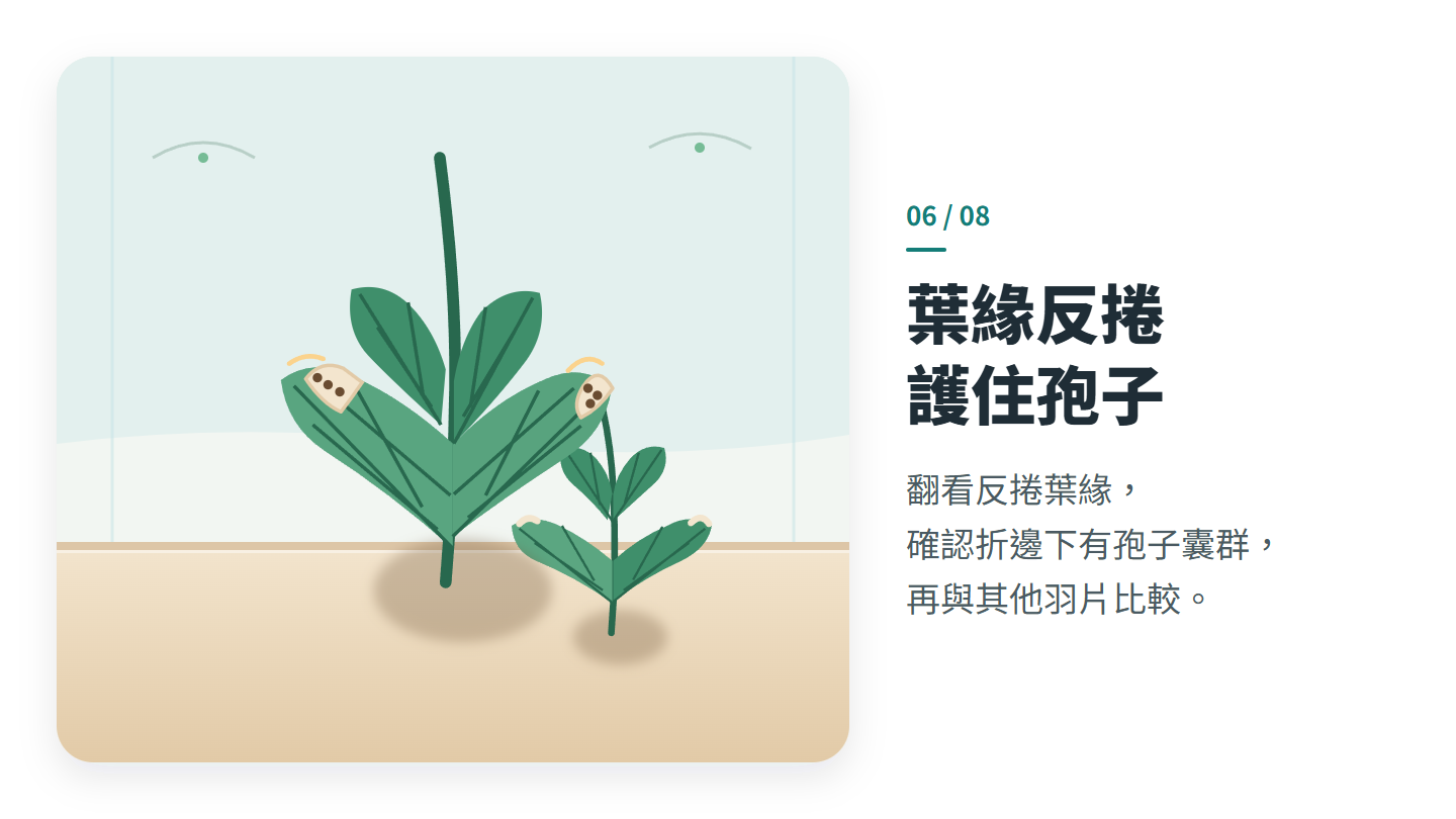 葉緣反捲 護住孢子