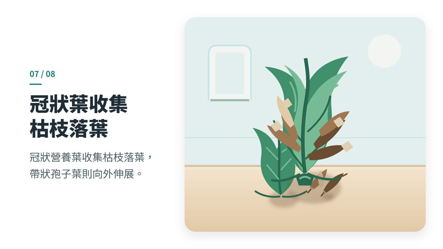 冠狀葉收集 枯枝落葉