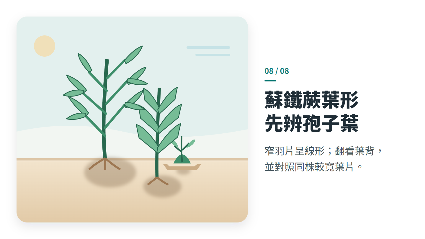 蘇鐵蕨葉形 先辨孢子葉
